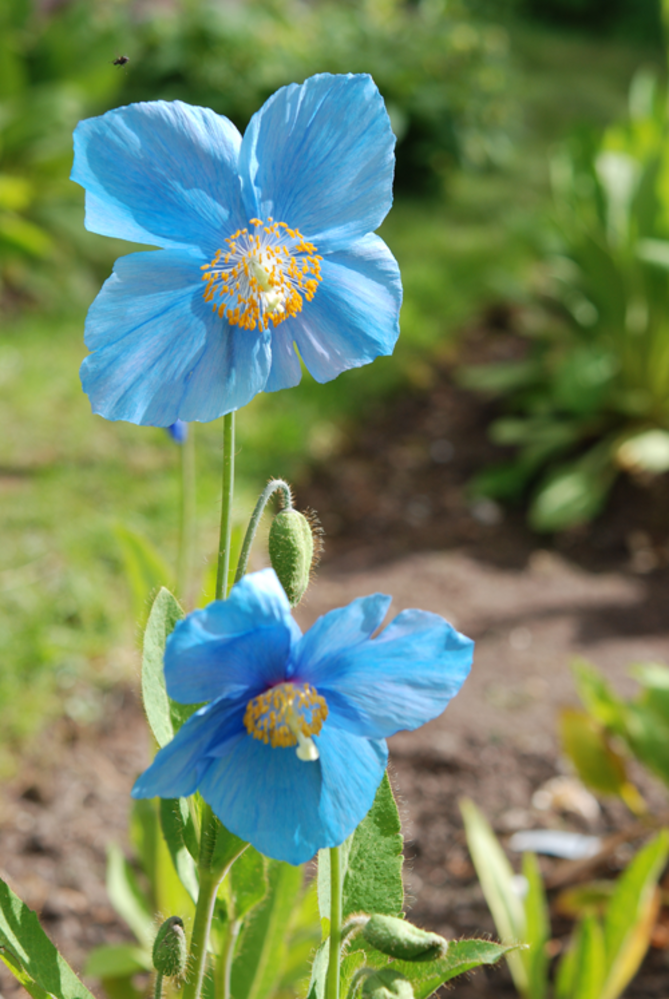 Flower stem showing the pale blue 'square' flower.